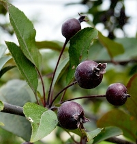 Фото плоду рослини - Яблуня Недзвецького